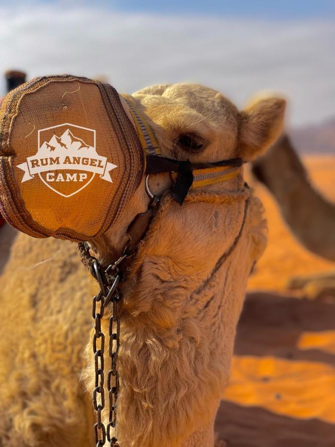 Rum Angel Camp Wadi Rum Exterior photo